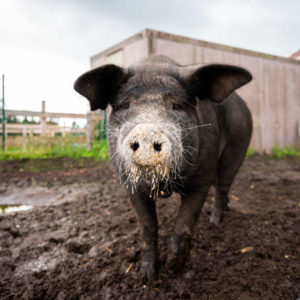 Ein tierisches 2020