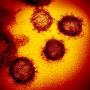 Ursprung des Coronavirus