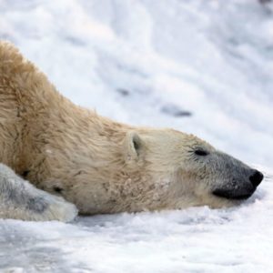 More polar bears despite climate change?