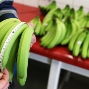 Schreibt die EU den Krümmungsgrad für Bananen vor? || MIT VIDEO
