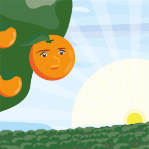 So kommt die Orange zu uns