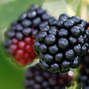 Brombeer-Koalition in Sachsen?