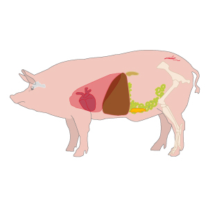 Transplantation von Schwein zu Mensch
