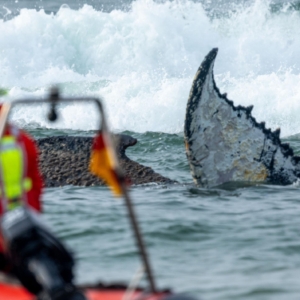 Gestrandeter Wal am Ostsee-Strand