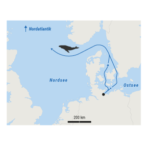Wal in der Ostsee